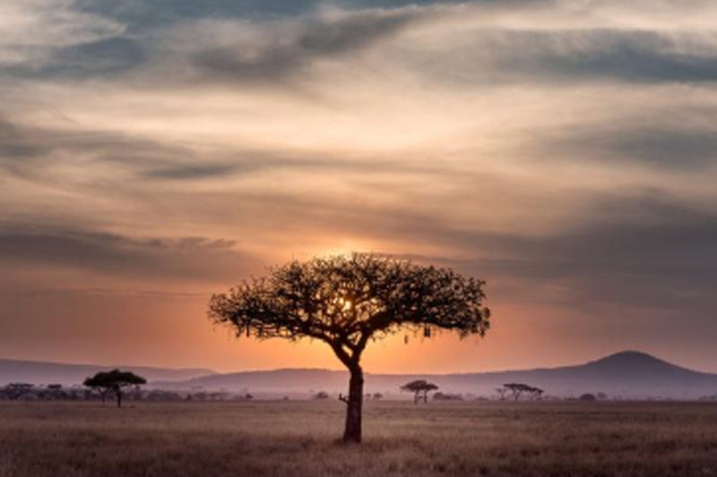DIY South African Safari